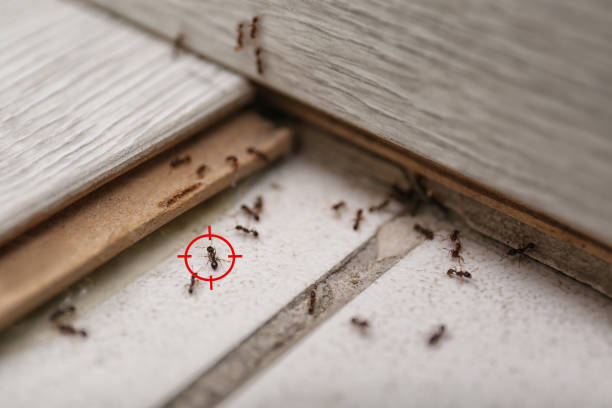 Best Commercial Pest Control Services  in Antioch, CA