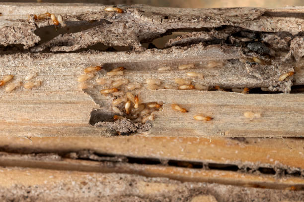 Best Best Pest Control Companies  in Antioch, CA