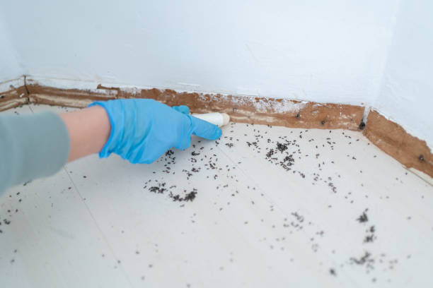 Best Exterminator Services  in Antioch, CA